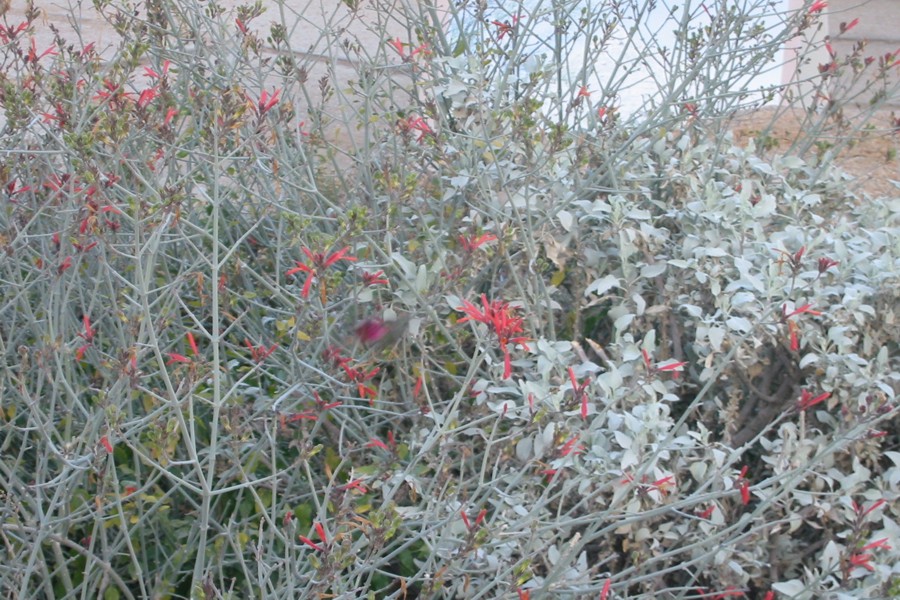 ../image/hummingbird at pinnacle peak 2.jpg